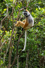 Fototapeta premium Diademed Sifaka with Long White Tail Perched High in the Forest Canopy Vakona Madagascar