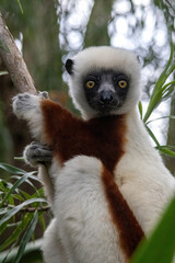 Fototapeta premium Coquerel's Sifaka Lemur Looking Directly at Camera Madagascar