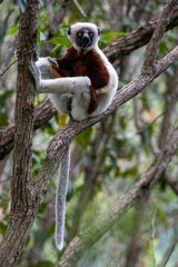 Fototapeta premium Coquerel's Sifaka Lemur Perched on Tree Branch Madagascar