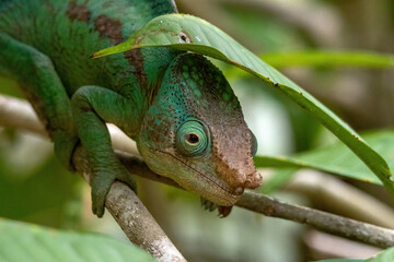 Parson's Chameleon Hiding Beneath Leaf on Branch Madagascar © Kaitlind