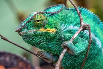 Bright Green Panther Chameleon Profile Close-Up on Branch Madagascar © Kaitlind