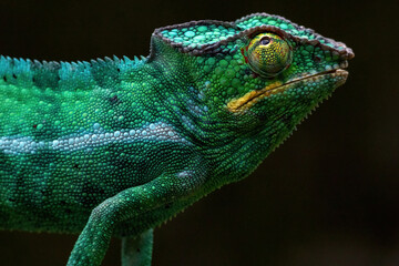 Vibrant Panther Chameleon Close-Up Portrait Madagascar © Kaitlind