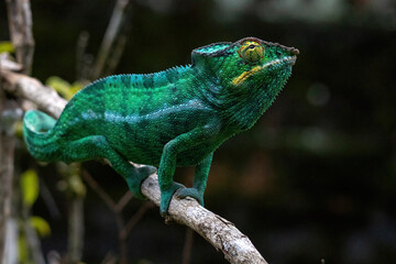 Large Green Panther Chameleon Perched on a Branch at Peyrieras Reserve Madagascar © Kaitlind