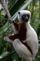 Fototapeta premium Coquerel's Sifaka Standing on a Tree Trunk at Peyrieras Reserve Madagascar