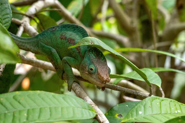 Parson's Chameleon in Profile on a Branch at Peyrieras Reserve Madagascar © Kaitlind