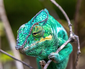 Turquoise Panther Chameleon Head Close-Up at Peyrieras Reserve Madagascar © Kaitlind