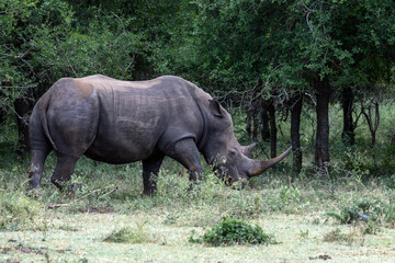 Southern White Rhino with Large Intact Horn in Hlane Bush Eswatini © Kaitlind