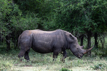 Southern White Rhino Grazing in Profile at Hlane Royal National Park Eswatini © Kaitlind