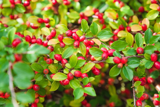 Cotoneaster with Red Berries and Autumn Leaves in Sunlight