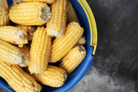Corn sorting process after harvesting