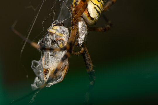Stock photo of wasp spider wrapping prey detail macro