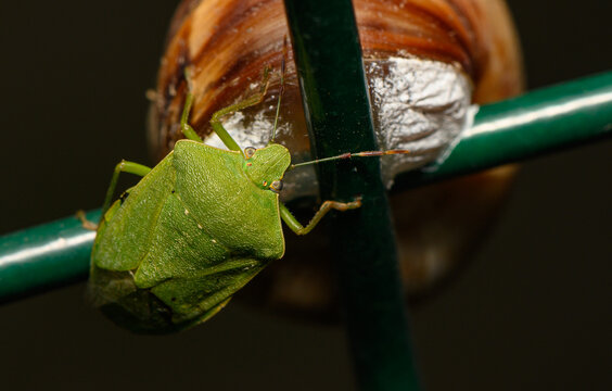 Stock photo of green stink bug on plant stem close up