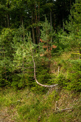 A uniquely curved forest pine. © Peter Buchacher