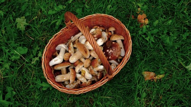 Picking mushrooms in the forest. Selective focus.