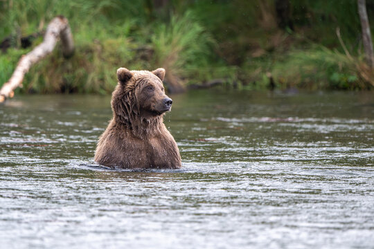Alaskan brown bear in Brooks River