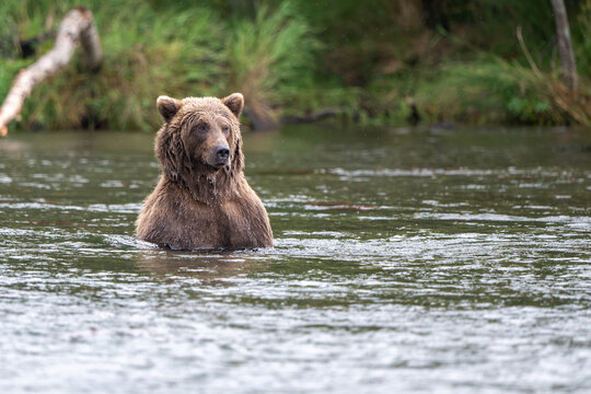Alaskan brown bear in Brooks River