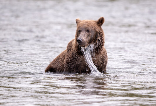 Alaskan brown bear in Brooks River