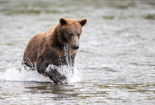 Alaskan brown bear in Brooks River