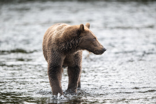 Alaskan brown in Brooks River at sunrise