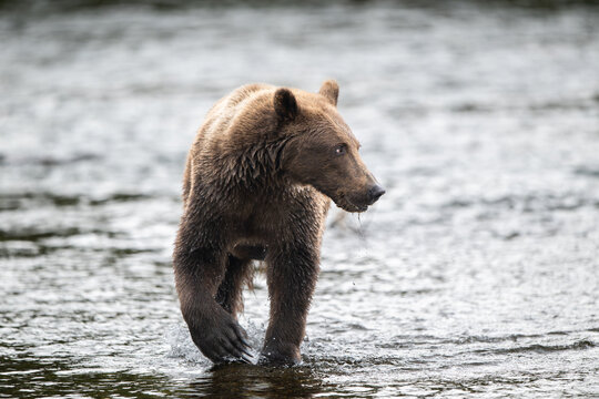 Alaskan brown in Brooks River at sunrise