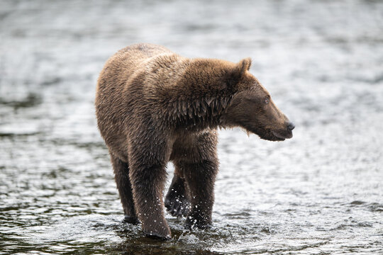 Alaskan brown in Brooks River at sunrise