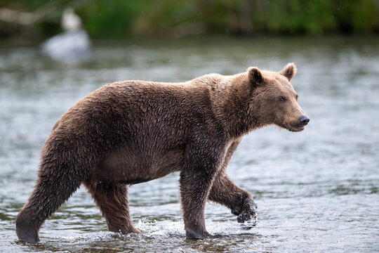 Alaskan brown in Brooks River at sunrise