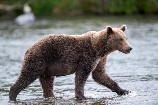 Alaskan brown in Brooks River at sunrise