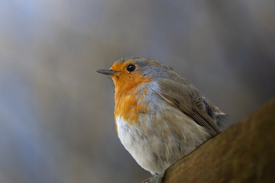 Robin close up perched