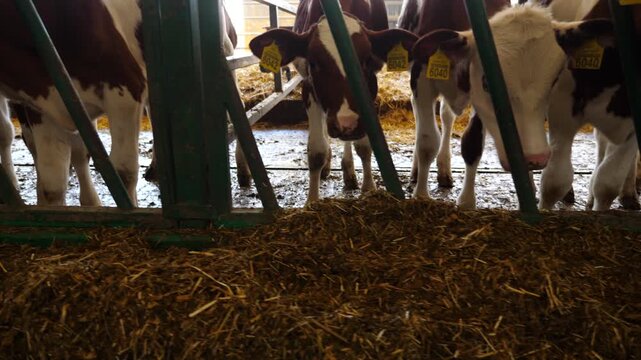 Row of cattle feeding by dry grass at cowshed. Curious little cows look into camera eating hay on dairy farm. Small calves chewing silage at milk factory. Agriculture industry and animal husbandry