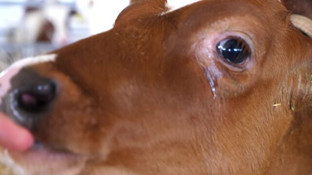 Cute small calf licking male finger in paddock at dairy farm. Hand of man petting a little cow mouth at milk factory. Young guy stroking muzzle of cute heifer at cowshed. Care and love to animal. POV