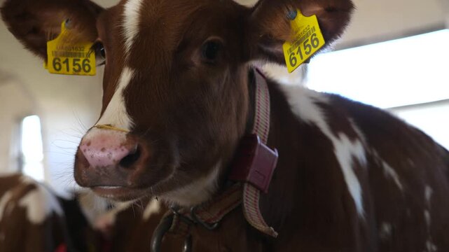 Portrait of curious small calf in stable at milk factory. Beautiful little cow showing curiosity looks into camera at cowshed. Concept of agriculture industry and livestock husbandry. Close up
