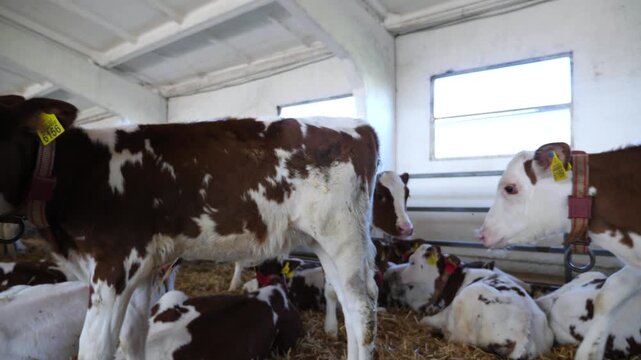 Herd of cute little cows standing and lying in paddock at modern dairy farm. Beautiful small calves resting on straw at milk factory. Concept of agriculture industry and livestock husbandry. Slow mo