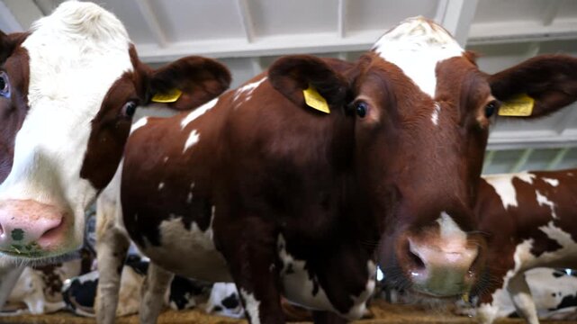 Curious milk cow looking into camera and sniffing it with a big wet nose at cowhouse. Cute friendly kine showing curiosity at dairy farm. Agriculture industry and livestock husbandry concept. Close up