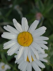 Fototapeta premium Macro shot of a white oxeye daisy flower with bright yellow center