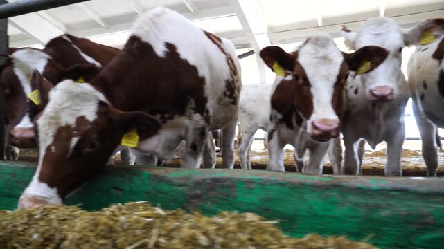 Cows eating hay on modern dairy farm. Cattle chewing fodder at milk factory. Herd of kines feeding by dry grass at cowshed. Concept of agriculture industry and animal husbandry. Slow motion