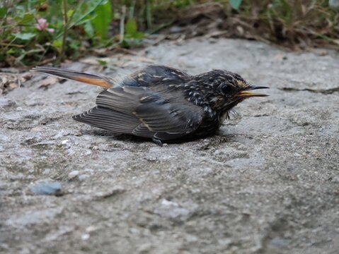 Small wild fledgling bird sitting on a concrete surface with young bird