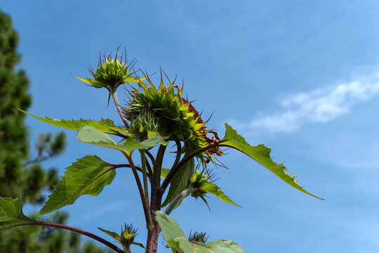 Low view of sunflower against a blue sky