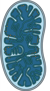 Mitochondria: Detailed anatomical illustration of a mitochondrion