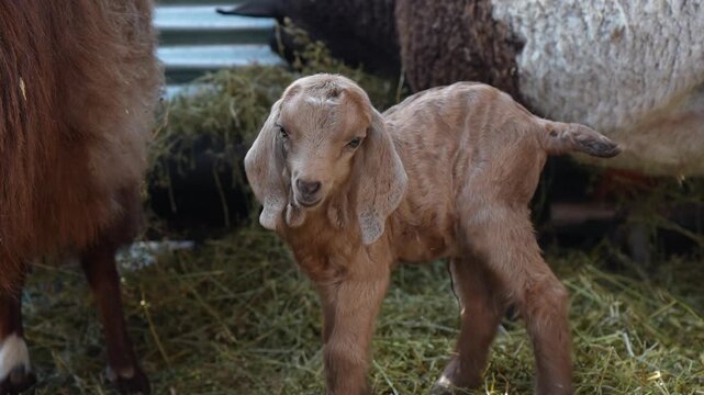 Retrato de primer plano de un adorable cabrito de pelaje marr&oacute;n claro de pie sobre la alfalfa. Tierna cr&iacute;a de cabra con orejas ca&iacute;das en un entorno rural natural al aire libre, vida de granja
