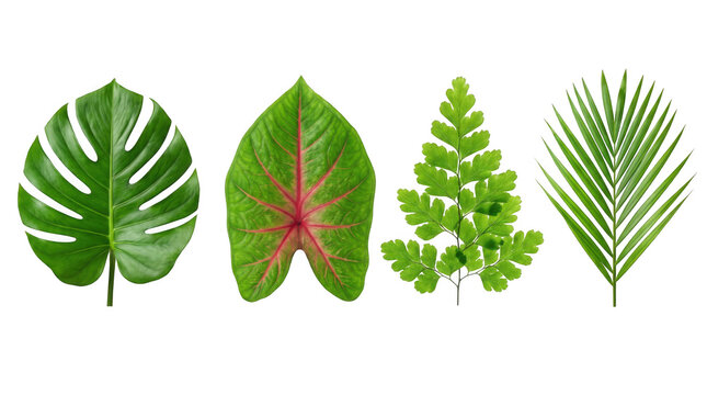 Set of four exotic tropical leaves isolated on with monstera leaf as isolated on transparent background