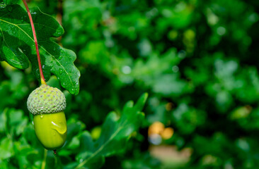 Close up of green acorn with water drop on oak branch with selective focus and blank copy space for design banner template.High-quality photo © Agnia