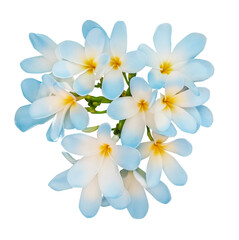 Blue plumeria flowers isolated on white. Tropical plant © New Africa