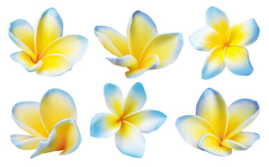 Blue plumeria flowers isolated on white, set. Tropical plant © New Africa