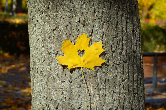 an autumn maple leaf with a heart in the middle is glued to a tree trunk. the heart is a symbol of love, fidelity, sympathy and recognition of feelings. original declaration of love
