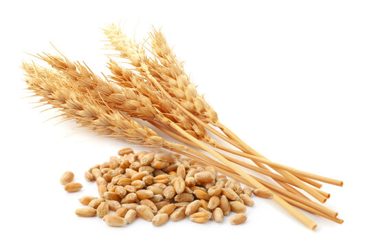 Wheat ears and kernels on white background