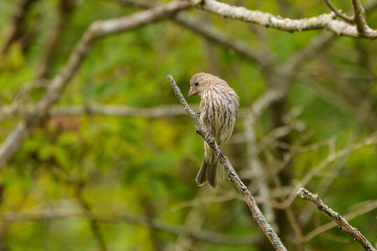  A female or immature House Finch, featuring a small brown-streaked body, a stout conical bil