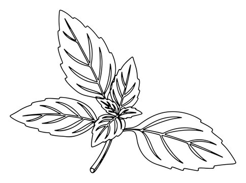 Fresh Basil Leaves Line Art Illustration, Botanical Herb Sprig Outline Vector for Cooking, Packaging and Logo Design