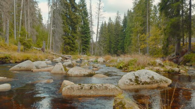 Low aerial flight above a clear mountain stream winding through a dense coniferous forest in a beautiful autumn atmosphere, with moss-covered boulders, flowing water and authentic natural sounds.
