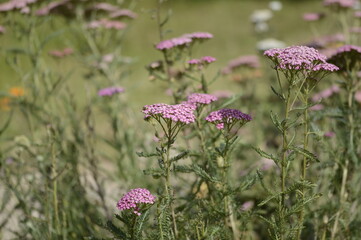 Close-up of Achillea millefolium ‘Pretty Belinda’, known as pink yarrow, with delicate, flat-topped flower clusters growing in a soft-focus garden setting. © agatchen