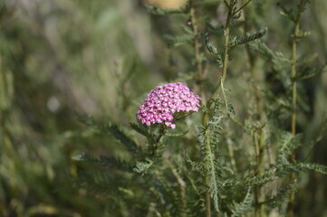 Close-up of Achillea millefolium ‘Pretty Belinda’, known as pink yarrow, with delicate, flat-topped flower clusters growing in a soft-focus garden setting. © agatchen